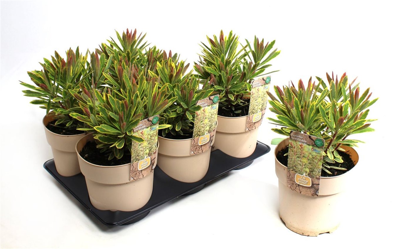 Euphorbia 'Ascot Rainbow' - C1,5